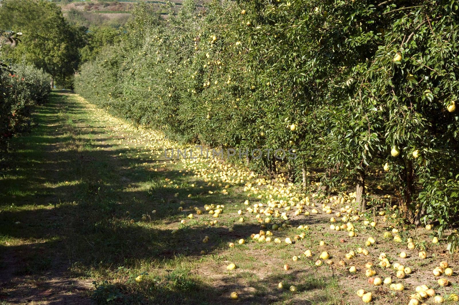 Fall fruit,ripe,overripe,Williams,Christian