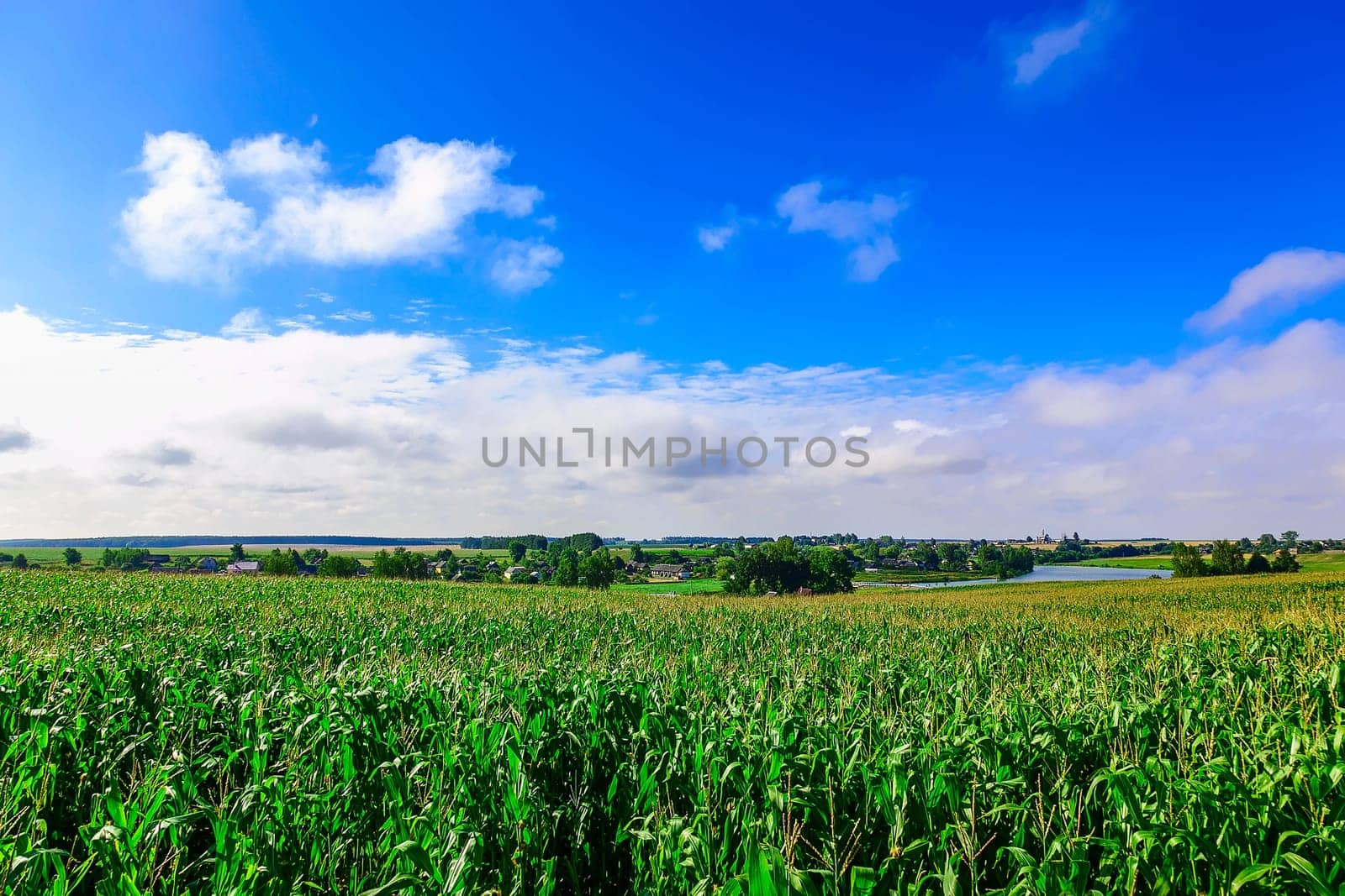Green Сornfield Landscape at summer day with Blue Sky and Clouds