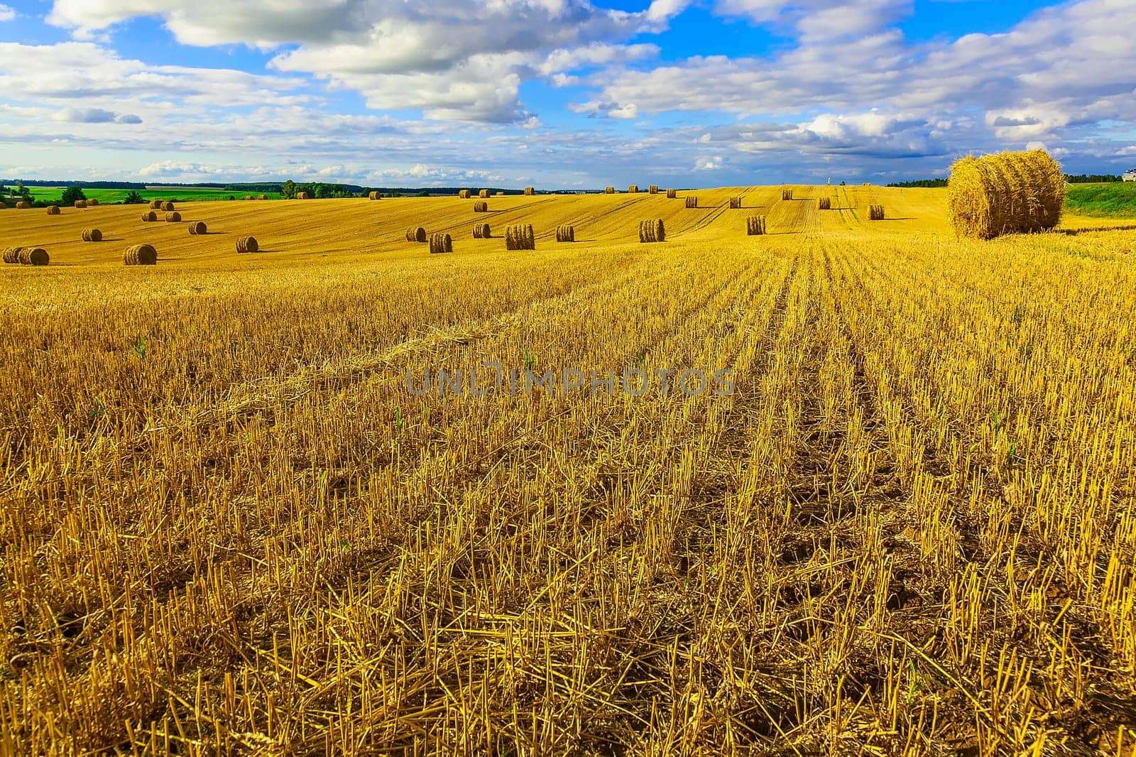 Yellow Straw Bales in a  Field at end of Summer at Day with Clouds and Blue Sky after Harvest