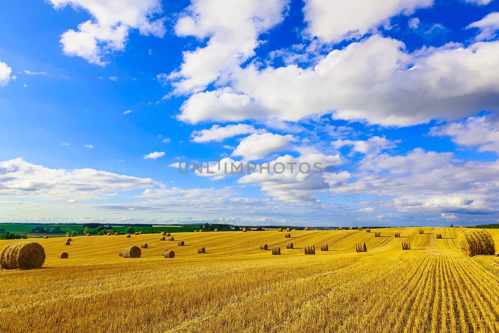 Yellow Straw Bales in a Stubble Field at end of Summer at Day with Blue Sky, Clouds after Harvest