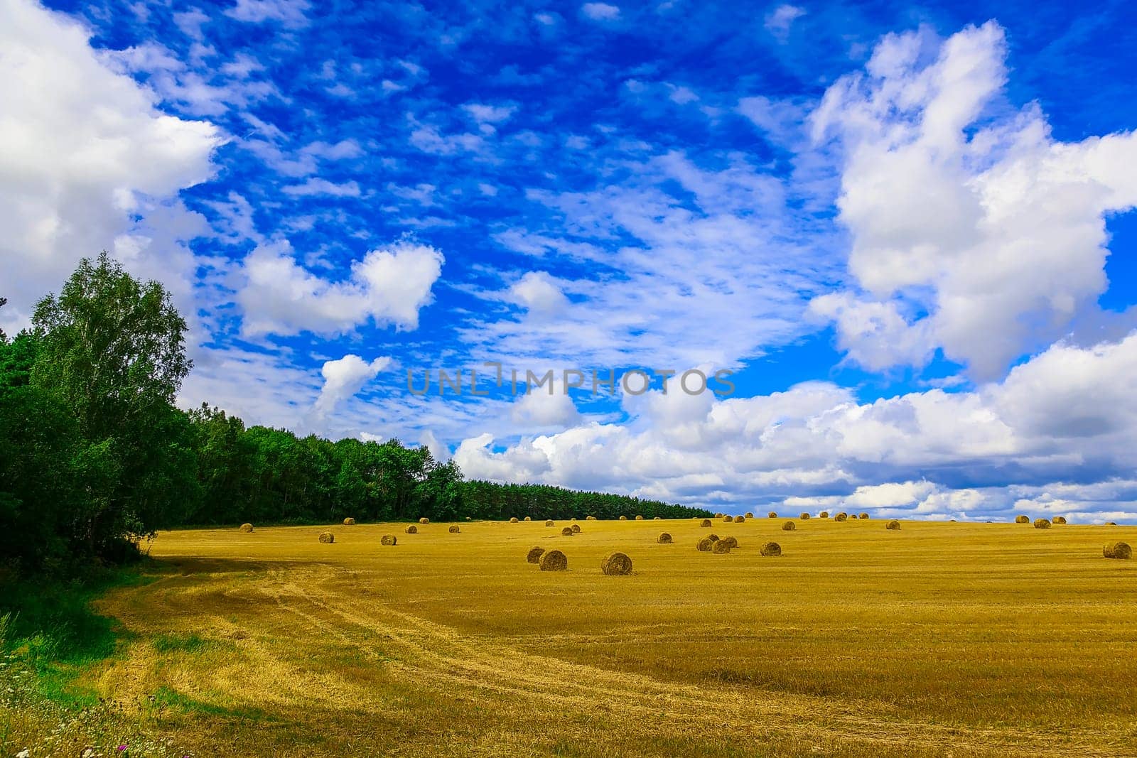 Round, Yellow Straw Bales in a Stubble Field at end of Summer at Day with Blue Sky after Harvest
