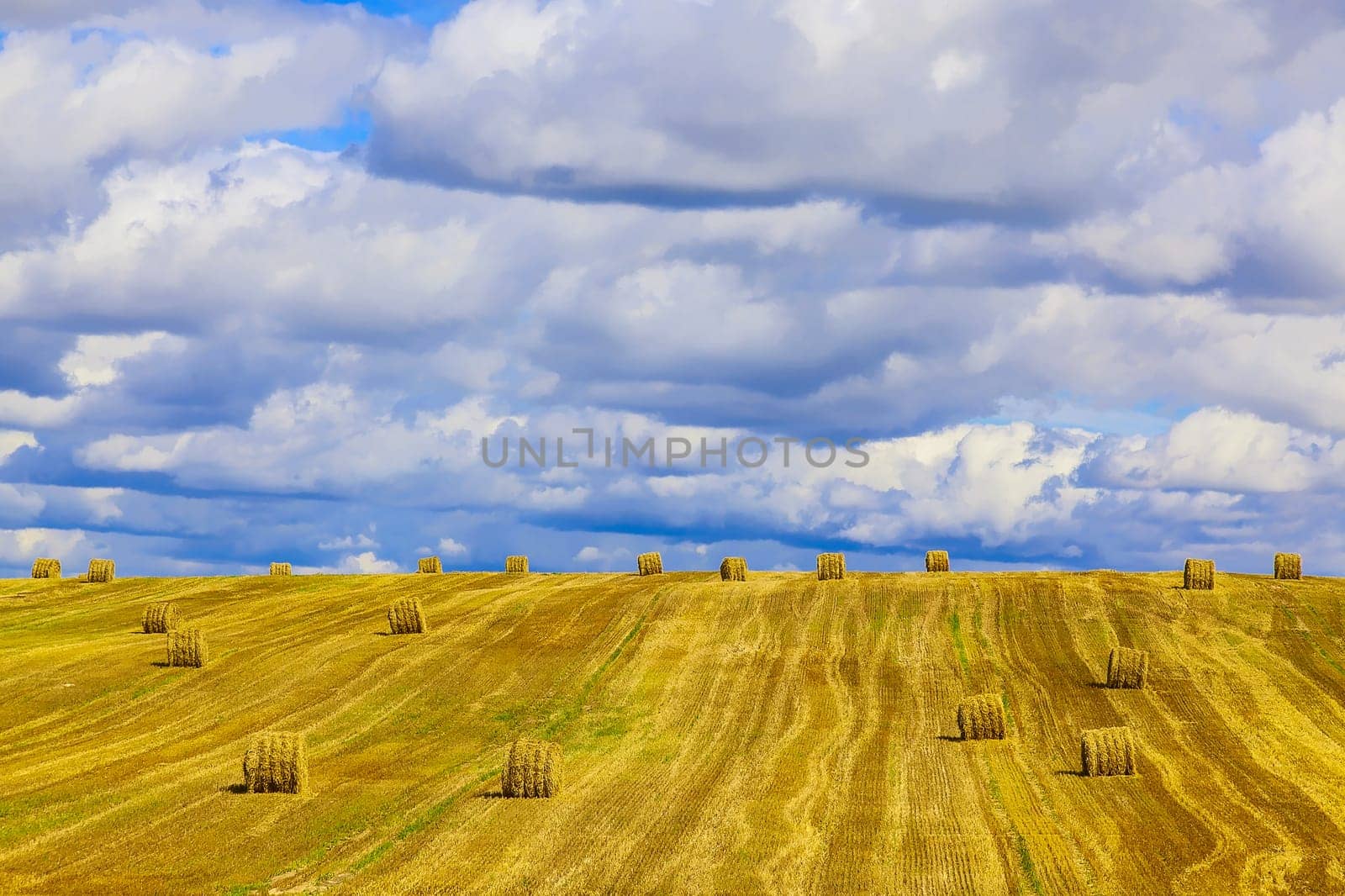 Yellow, Round Straw Bales in a Stubble Field at end of Summer at Day with Blue Sky, Clouds after Harvest