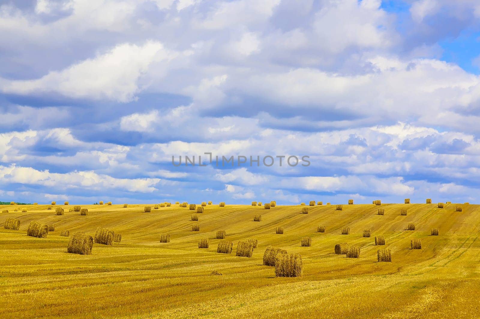Yellow, Round Straw Bales in a  Field at end of Summer at Day with Blue Sky after Harvest