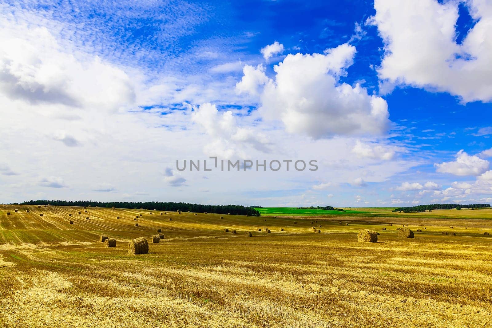 Round Straw Bales in a  Field at end of Summer at Day with Blue Sky and Clouds after Harvest