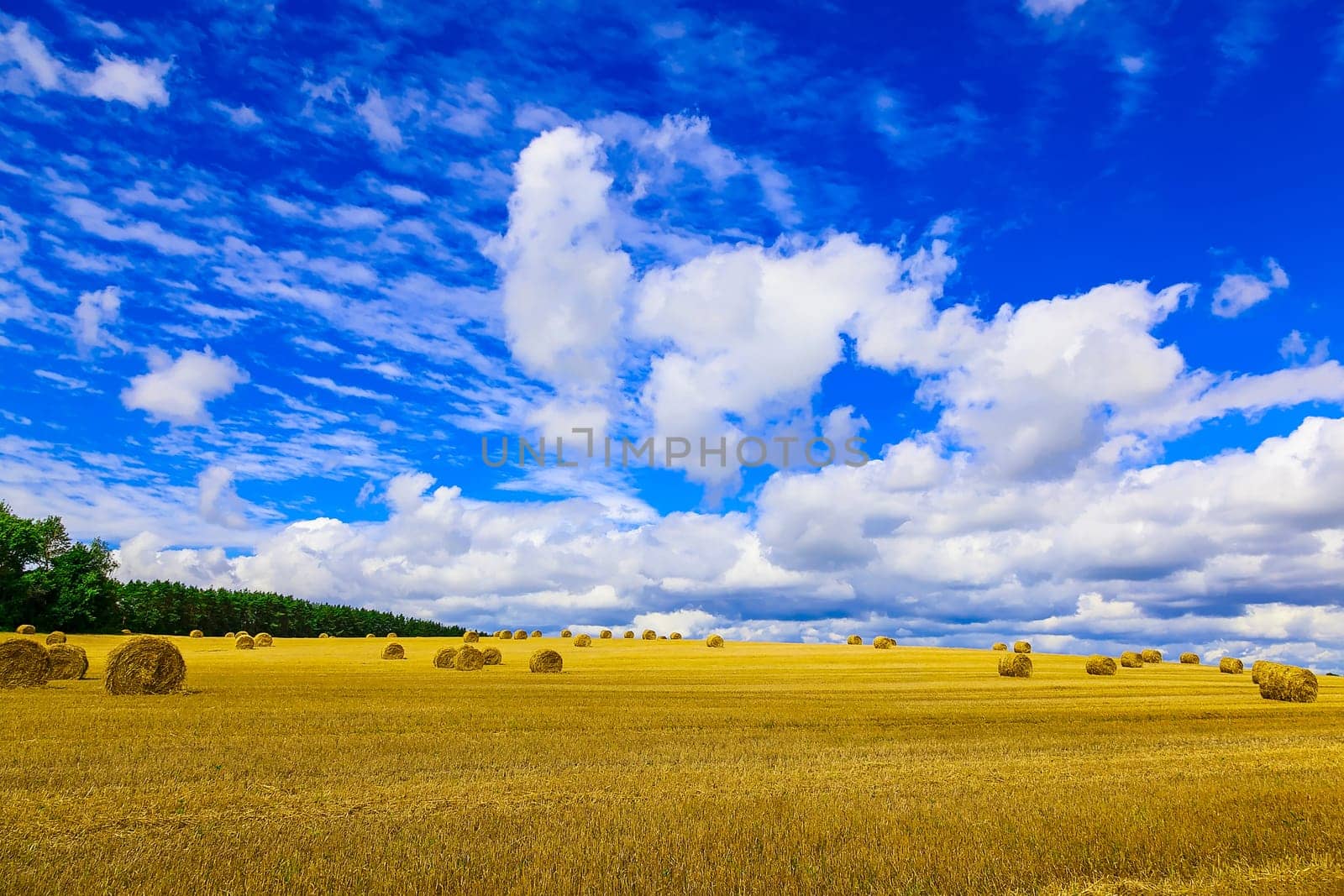 Yellow, Round Straw Bales in a  Field at end of Summer at Day with Clouds, Blue Sky after Harvest