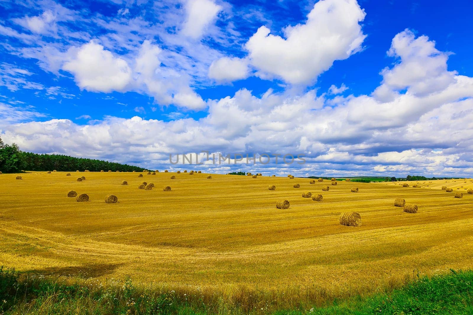 Round, Yellow Straw Bales in a Stubble Field at end of Summer at Day with Blue Sky and Clouds after Harvest