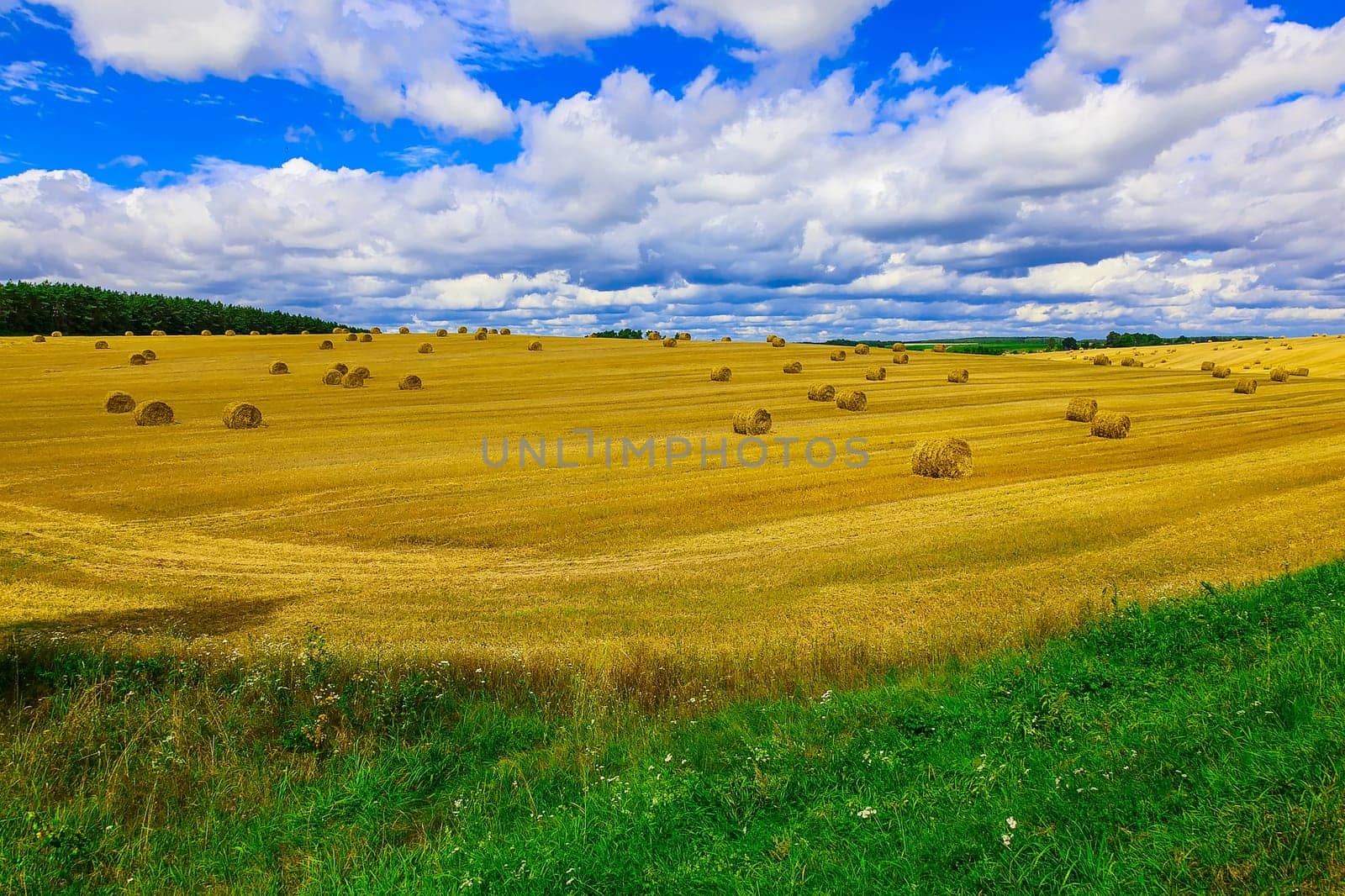 Round, Yellow Straw Bales in a Stubble Field at end of Summer at Day with Clouds, Blue Sky after Harvest