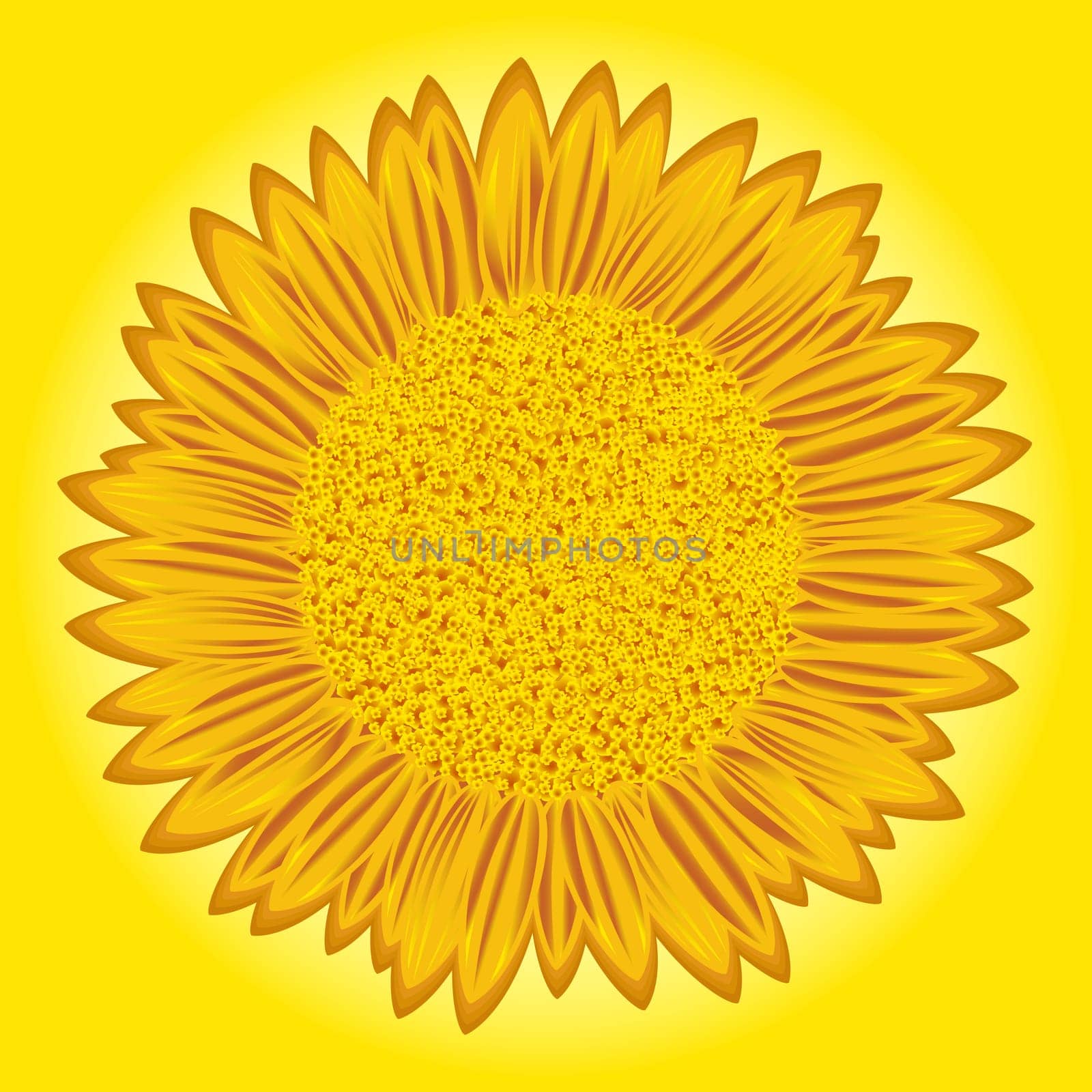 Flowering big sunflower with detailed florets images on yellow background. Stylized hand drawing vector illustration