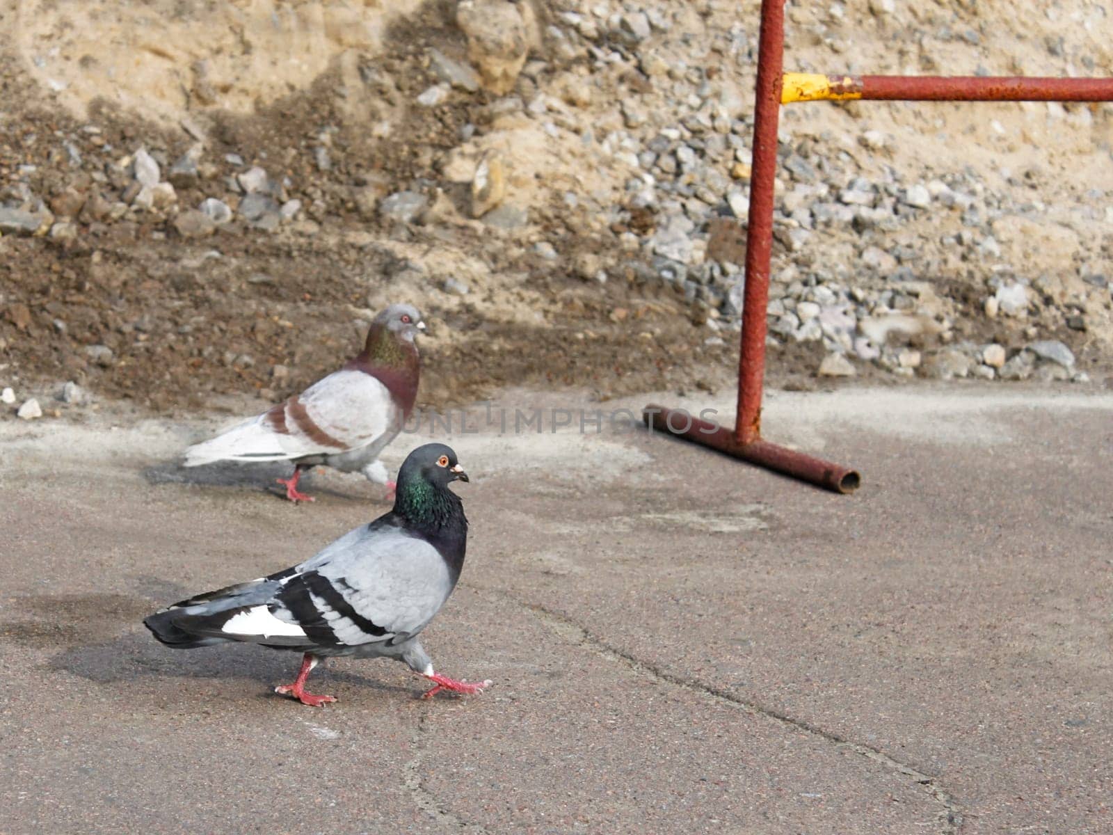 Two pigeons walking on the asphalt near the site of repair road works