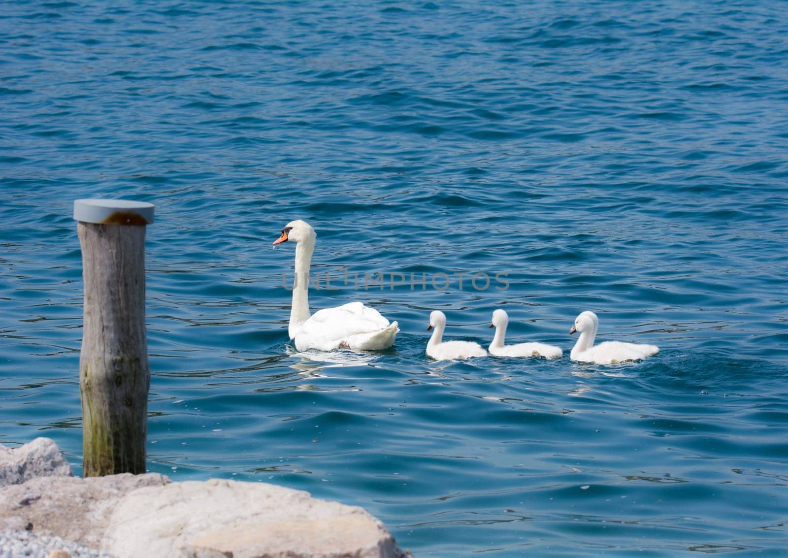 Swan (cygnus olor) family with babies