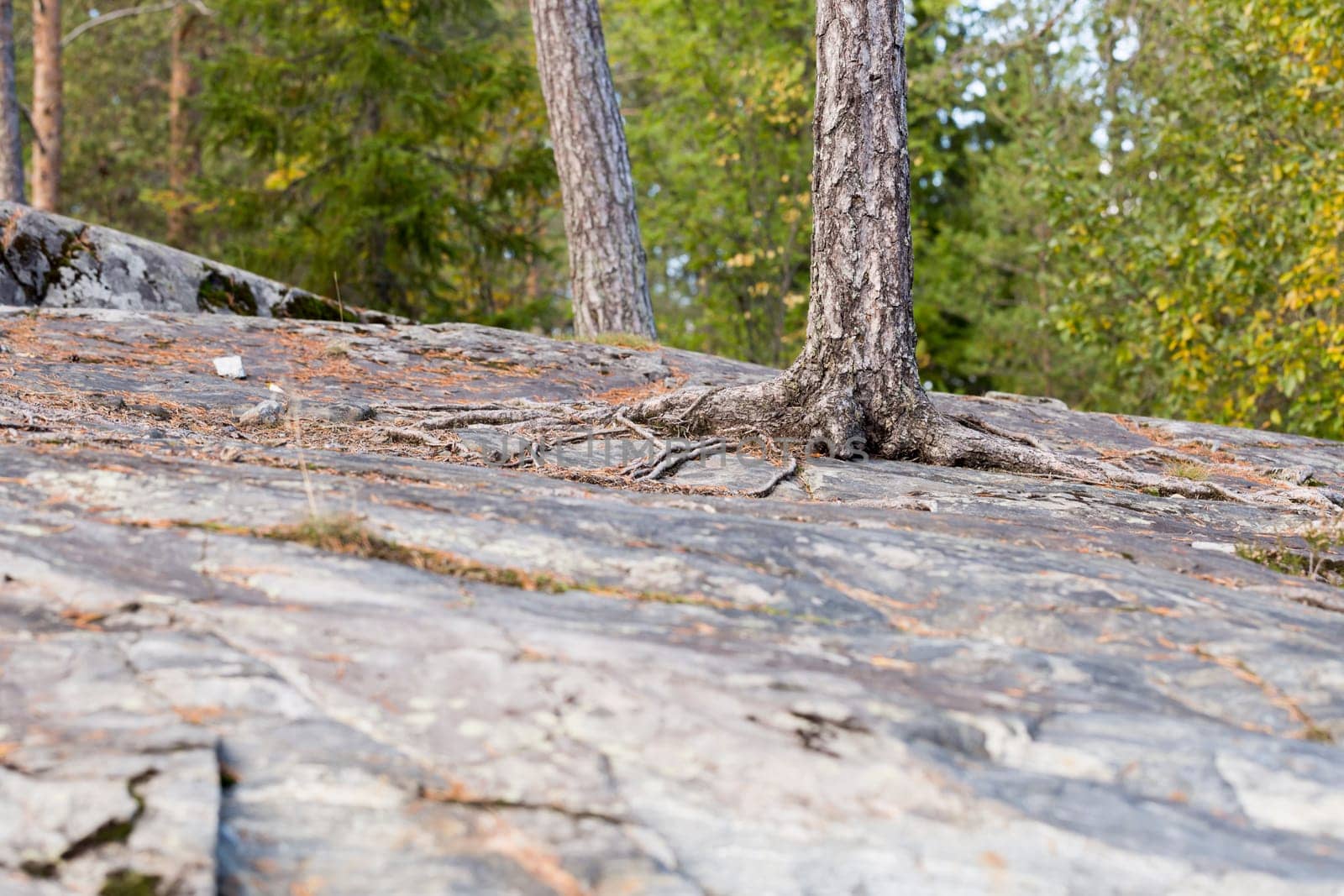 Pine Tree Growing on Rock