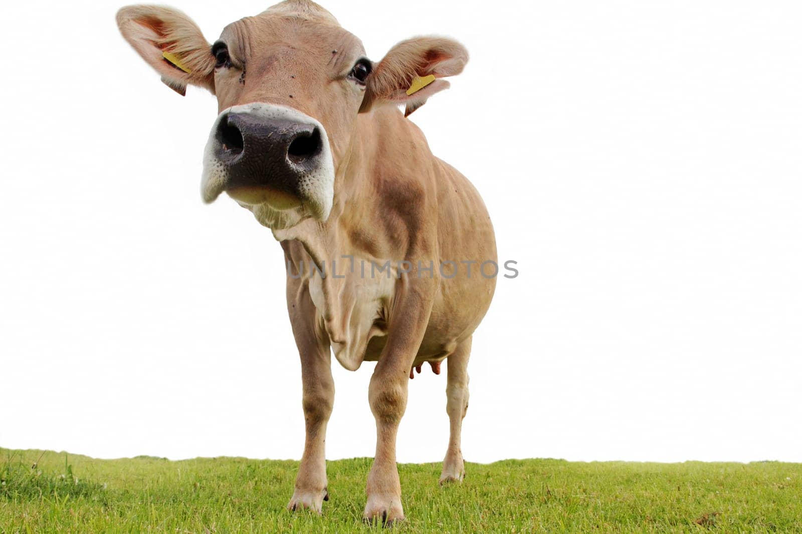A young hornless dairy cow