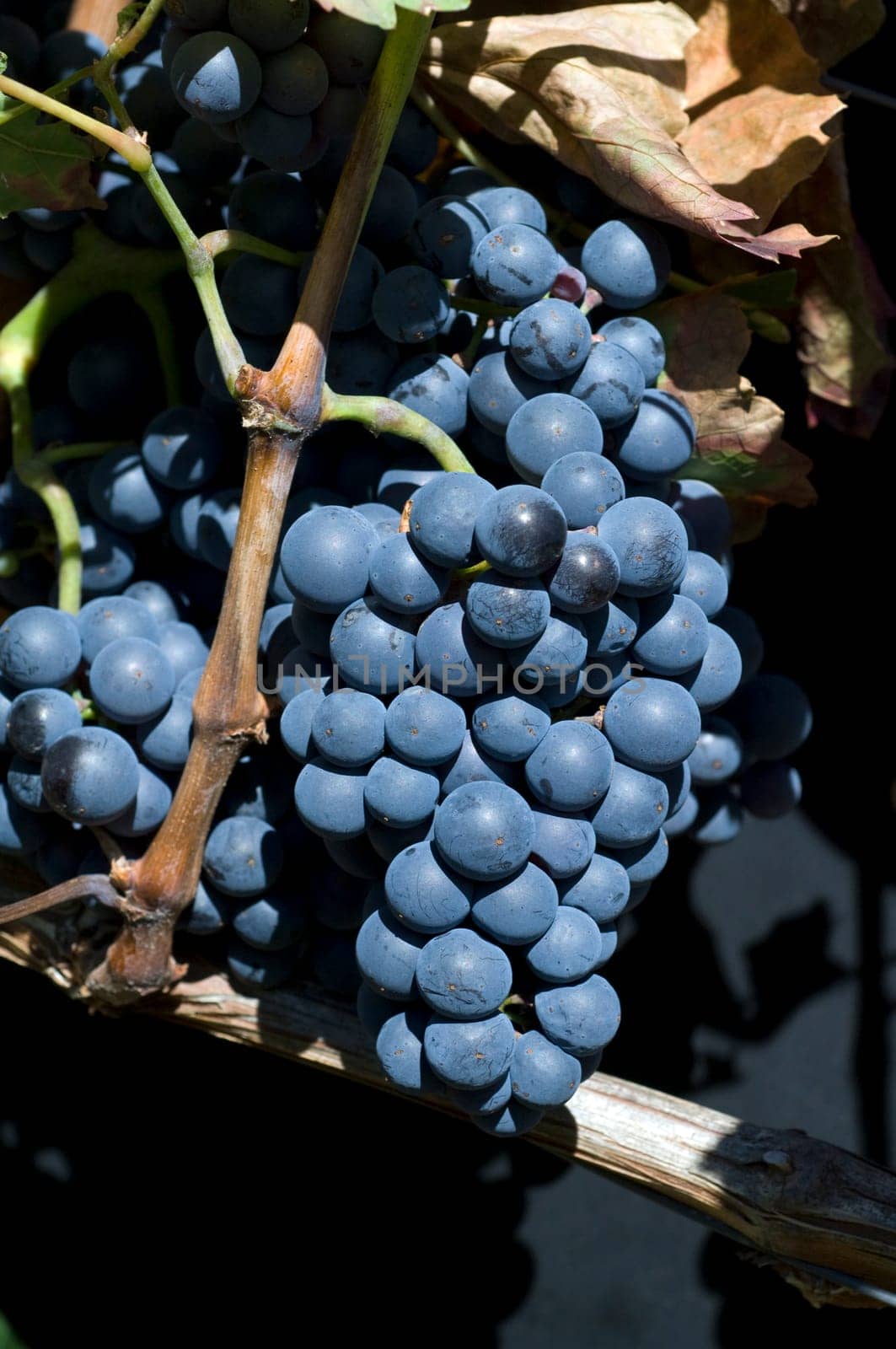 Lemberger,Blaufraenkisch,Blauer Limberger