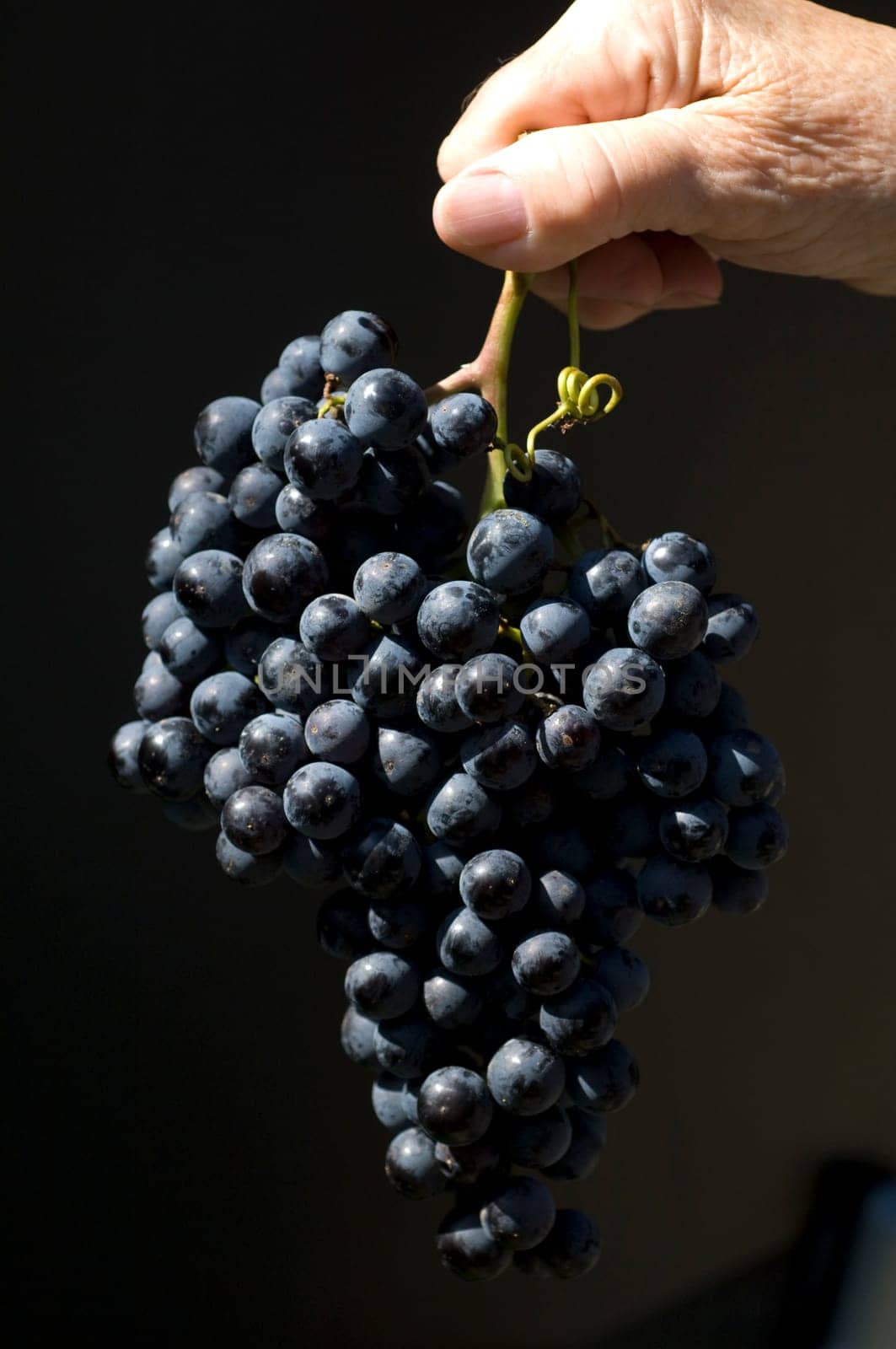 Merlot, Rotweinsorte, Merlot Noir, Bordeaux, Rotwein