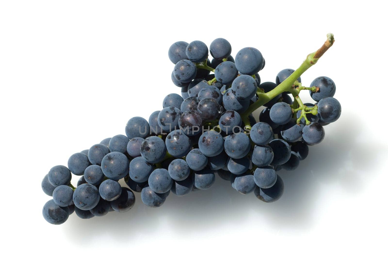 Merlot, Rotweinsorte, Merlot Noir, Bordeaux, Rotwein