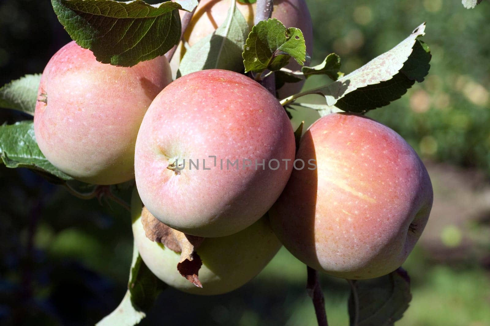Pink Lady,Apple,Malus,domestica