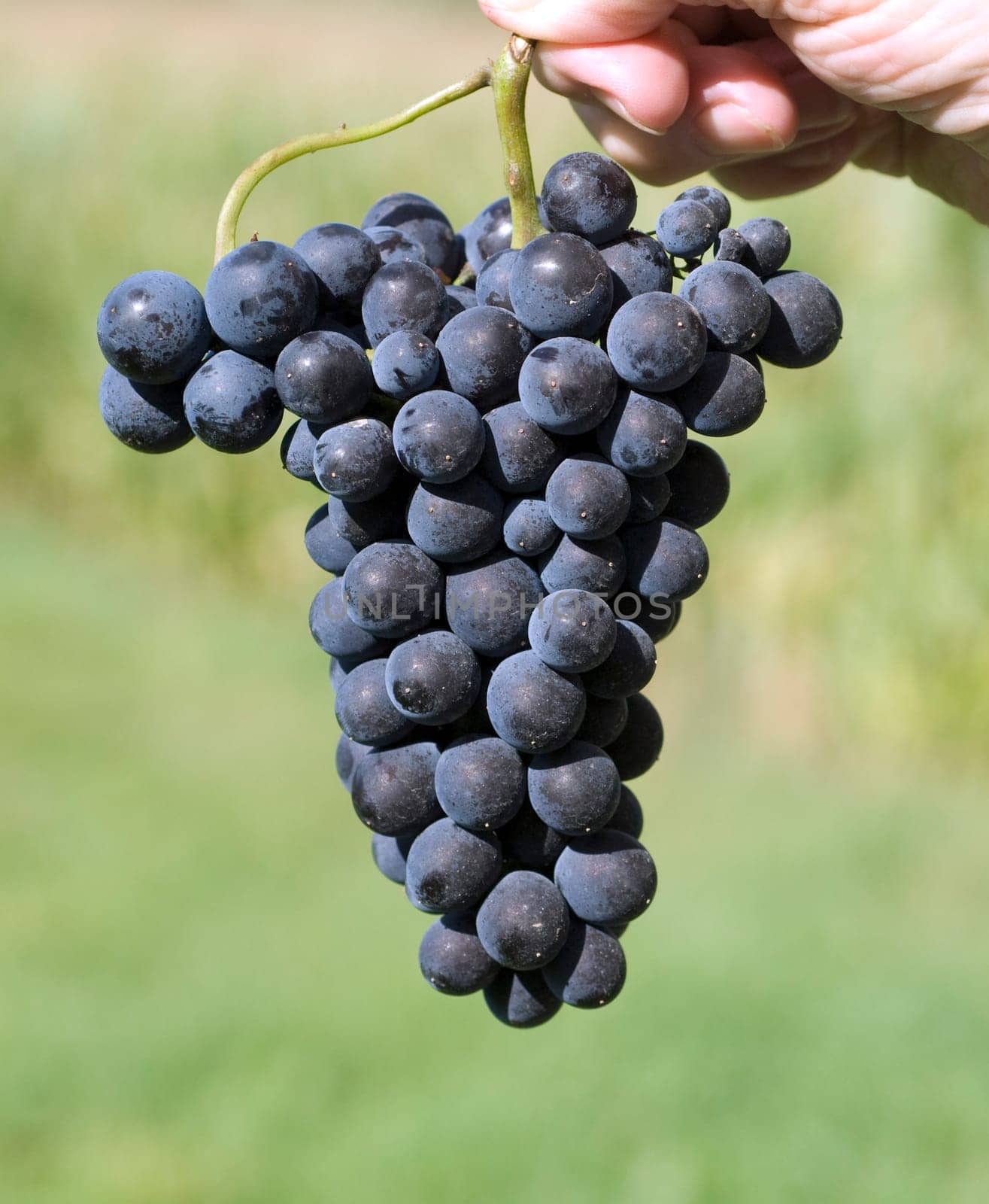 Merlot,Red Wine Variety,Merlot Noir,Bordeaux,Red Wine