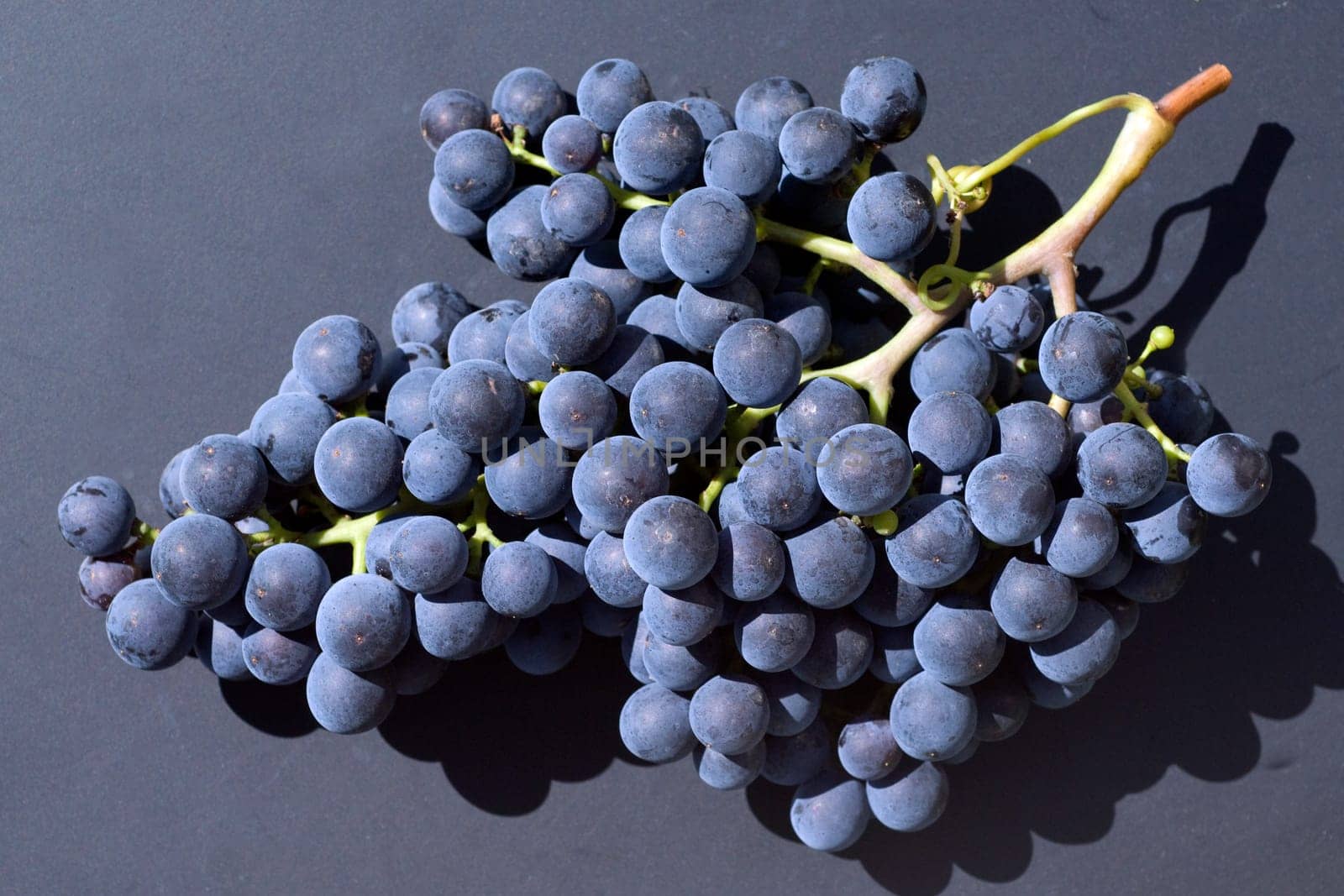 Merlot, Rotweinsorte, Merlot Noir, Bordeaux, Rotwein