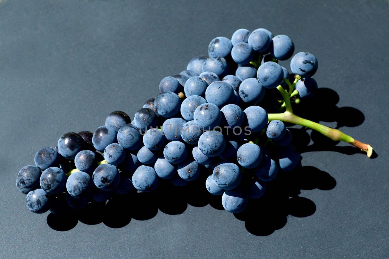 Merlot, Rotweinsorte, Merlot Noir, Bordeaux, Rotwein