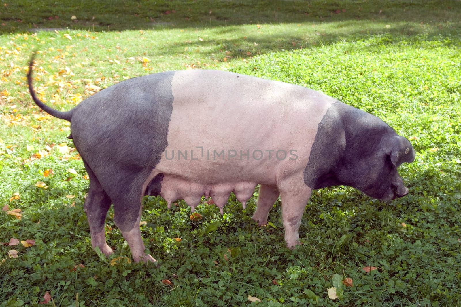 Sattelschwein, Deutsche, Nutztierrasse