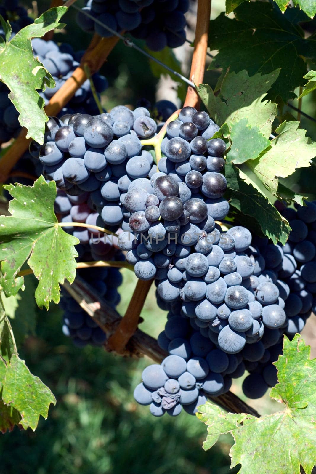 Sangiovese,red wine,red,grapes,grapes