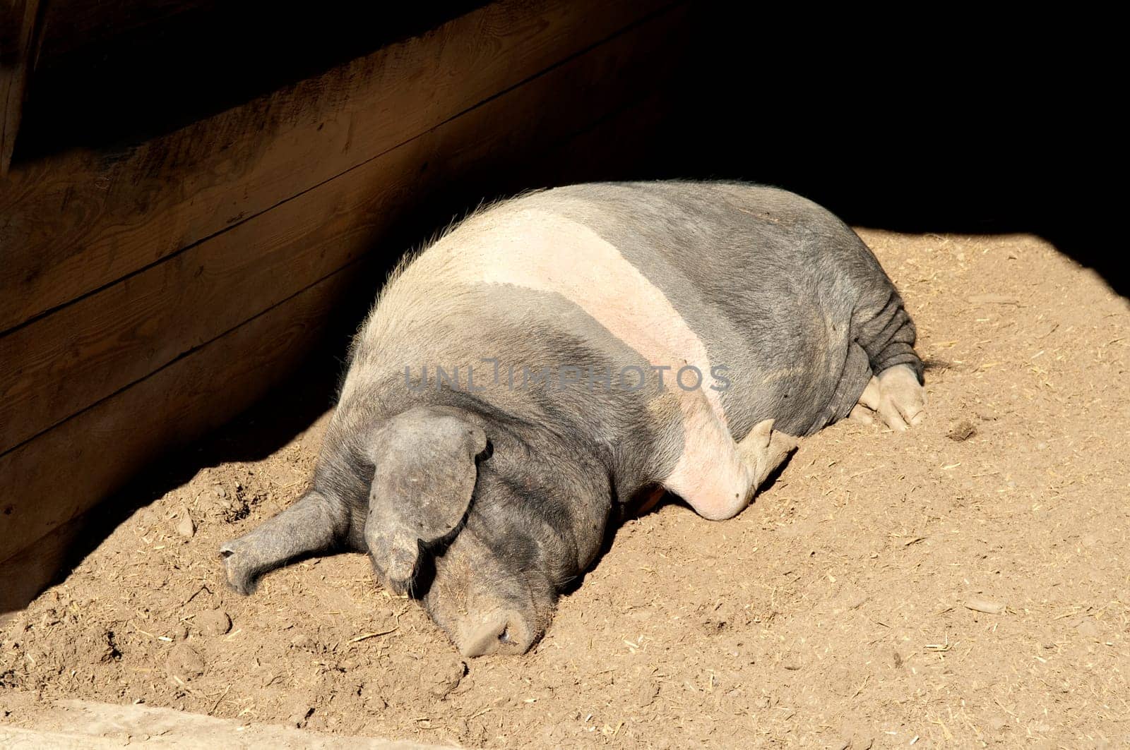 Sattelschwein, Deutsche, Nutztierrasse