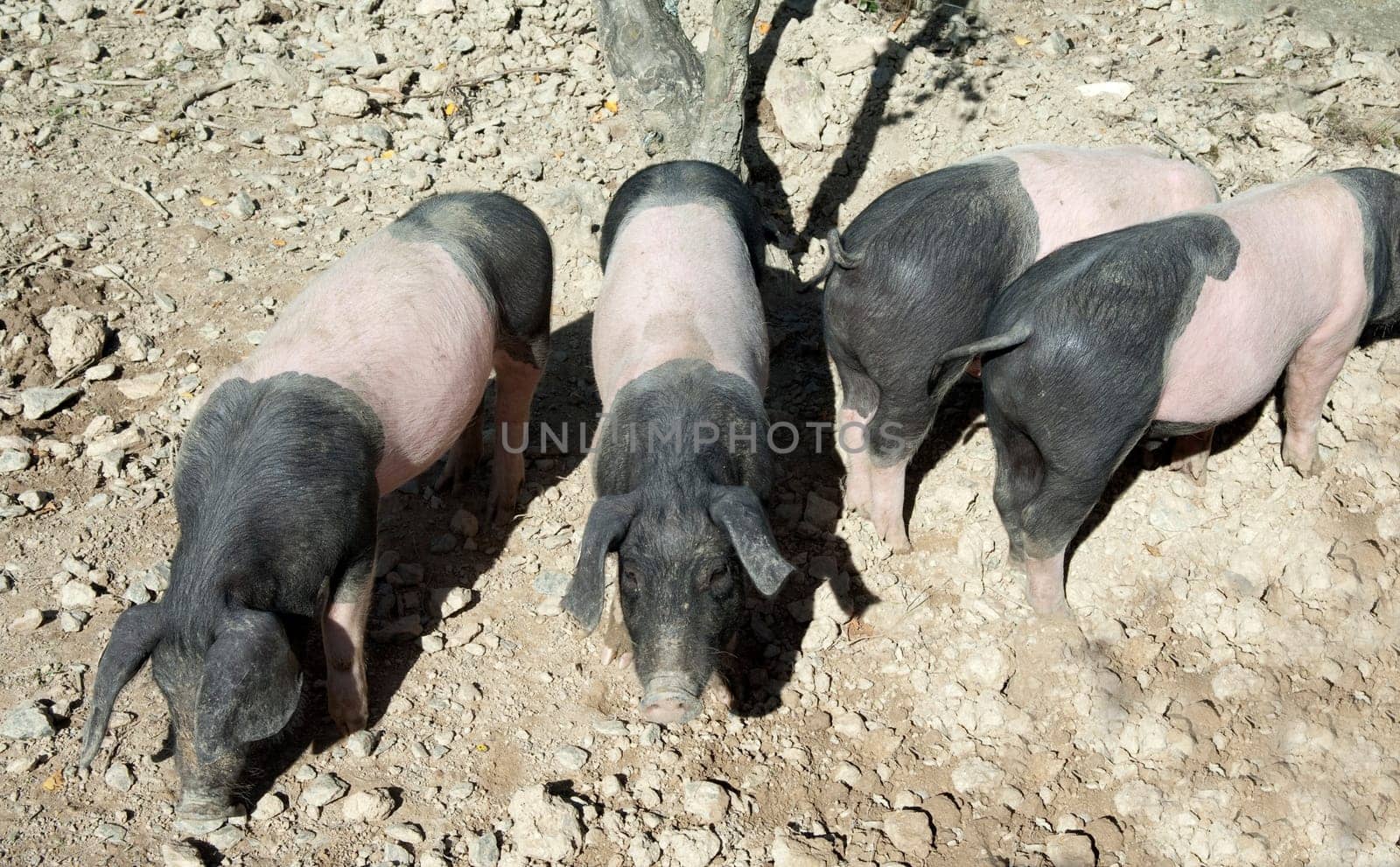 Sattelschwein, Deutsche, Nutztierrasse