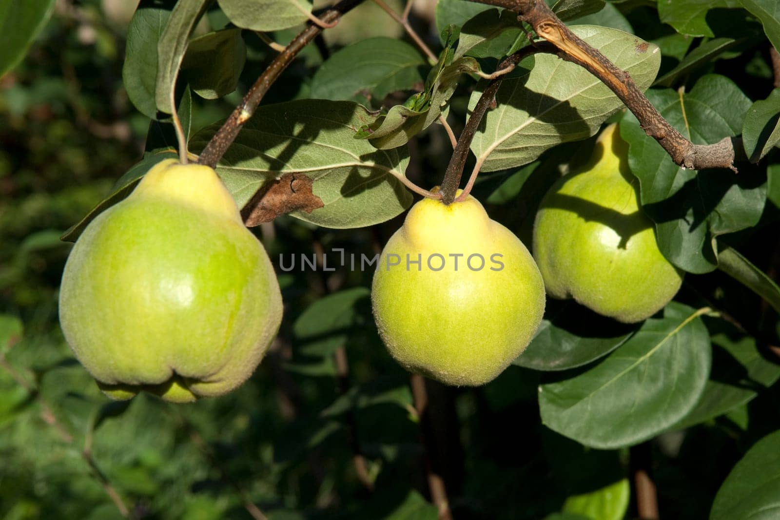 Quince  Pear-fructose,quince  Cydonia