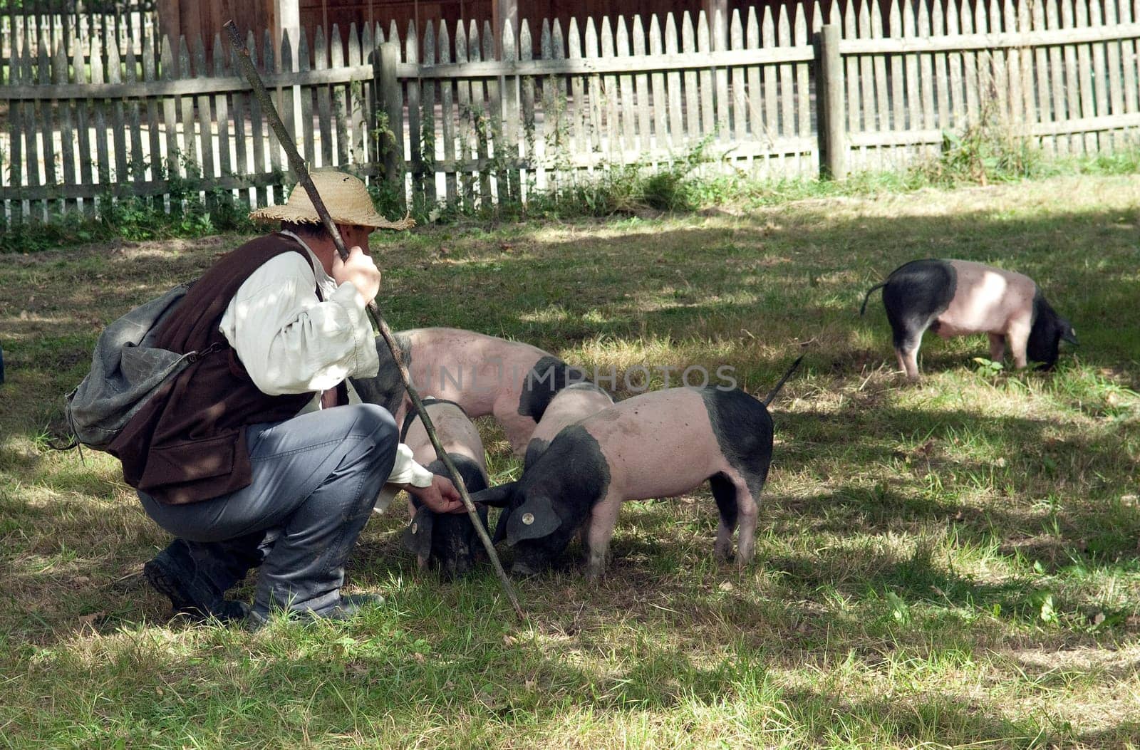 Sattelschwein, Deutsche, Nutztierrasse