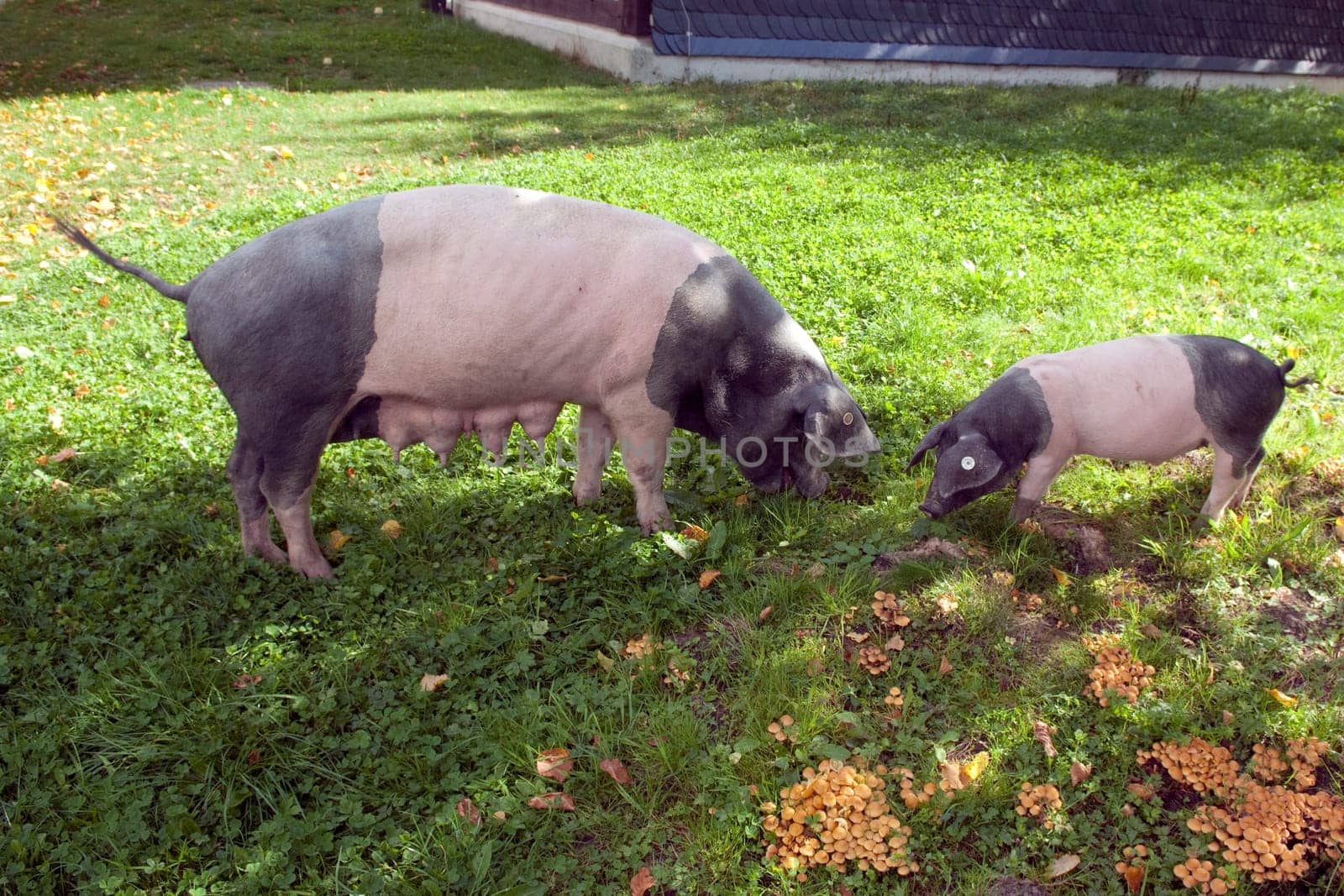Sattelschwein, Deutsche, Nutztierrasse