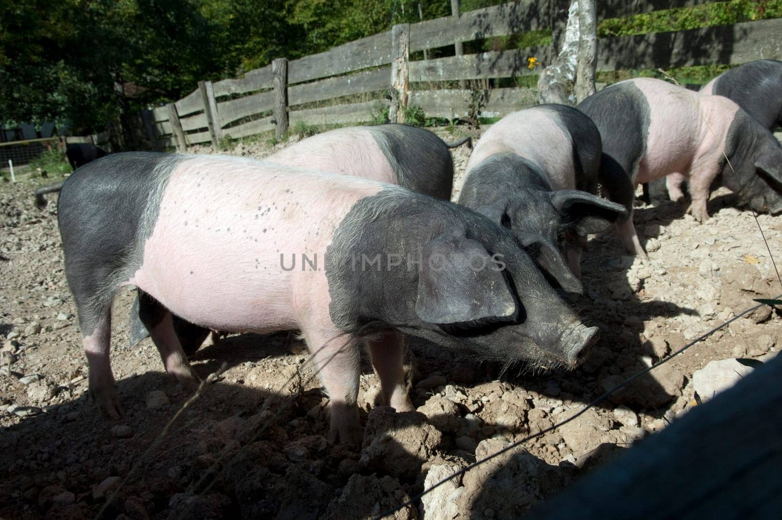 Sattelschwein, Deutsche, Nutztierrasse