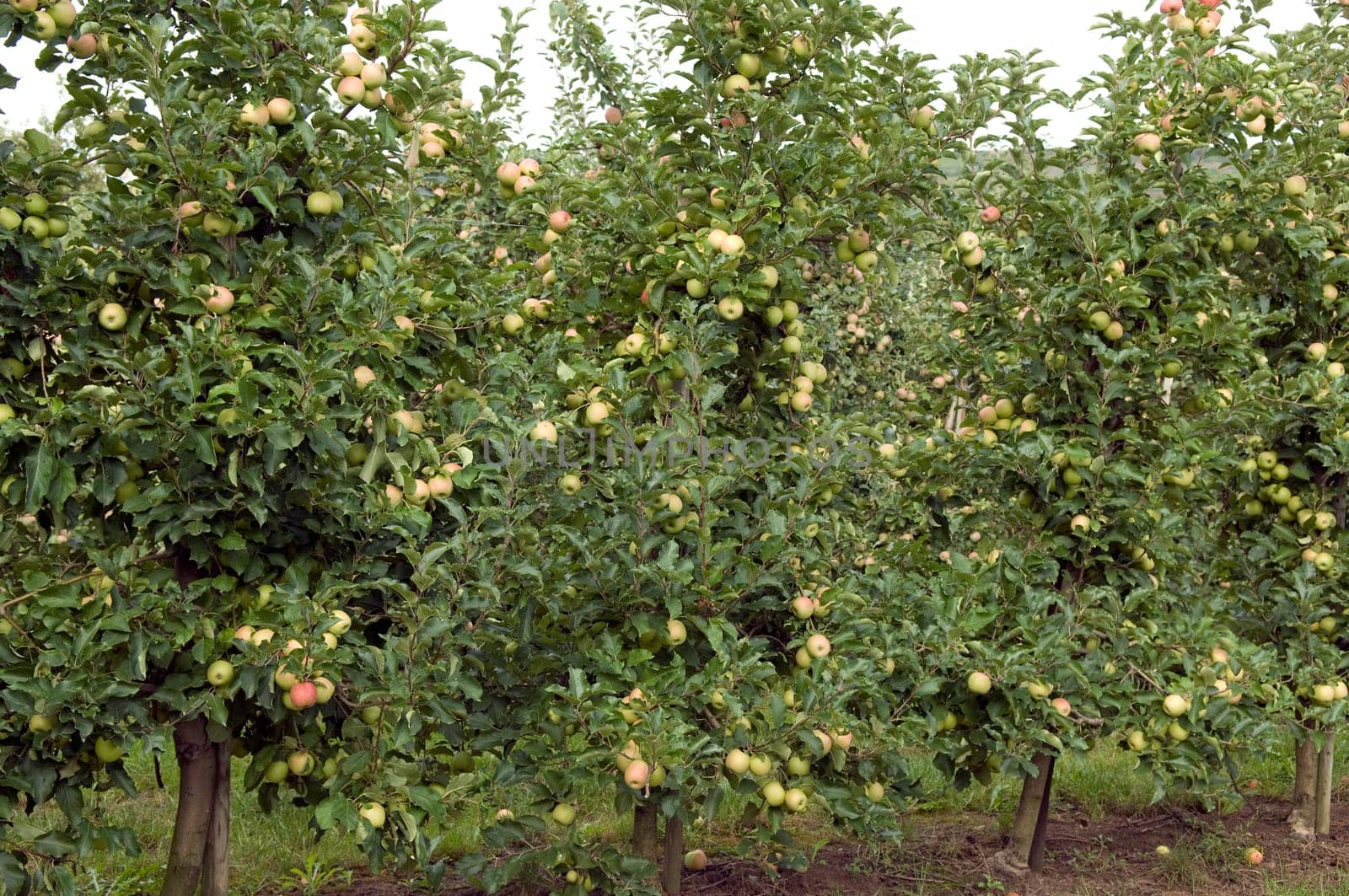 Pink Lady,Apple,Malus,domestica