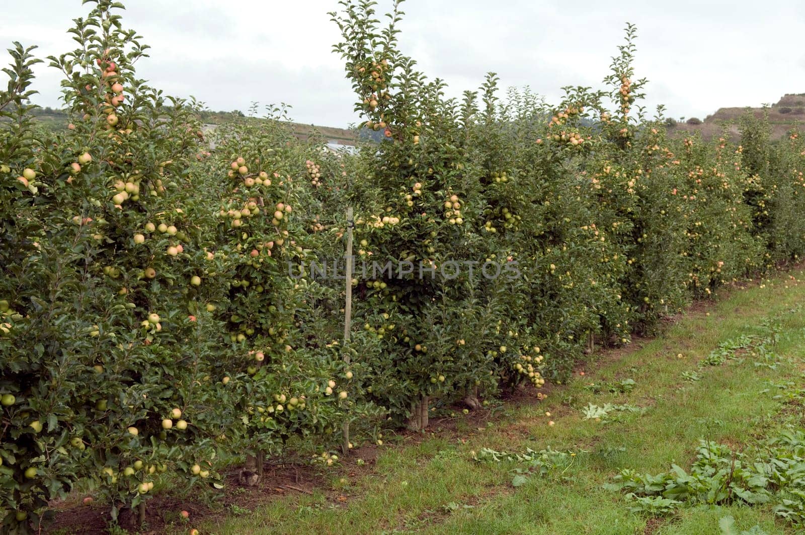 Pink Lady,Apple,Malus,domestica