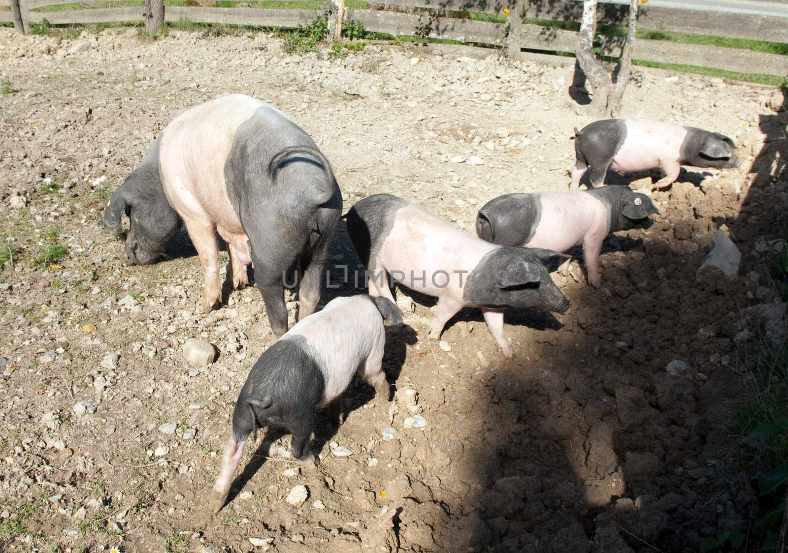 Sattelschwein, Deutsche, Nutztierrasse