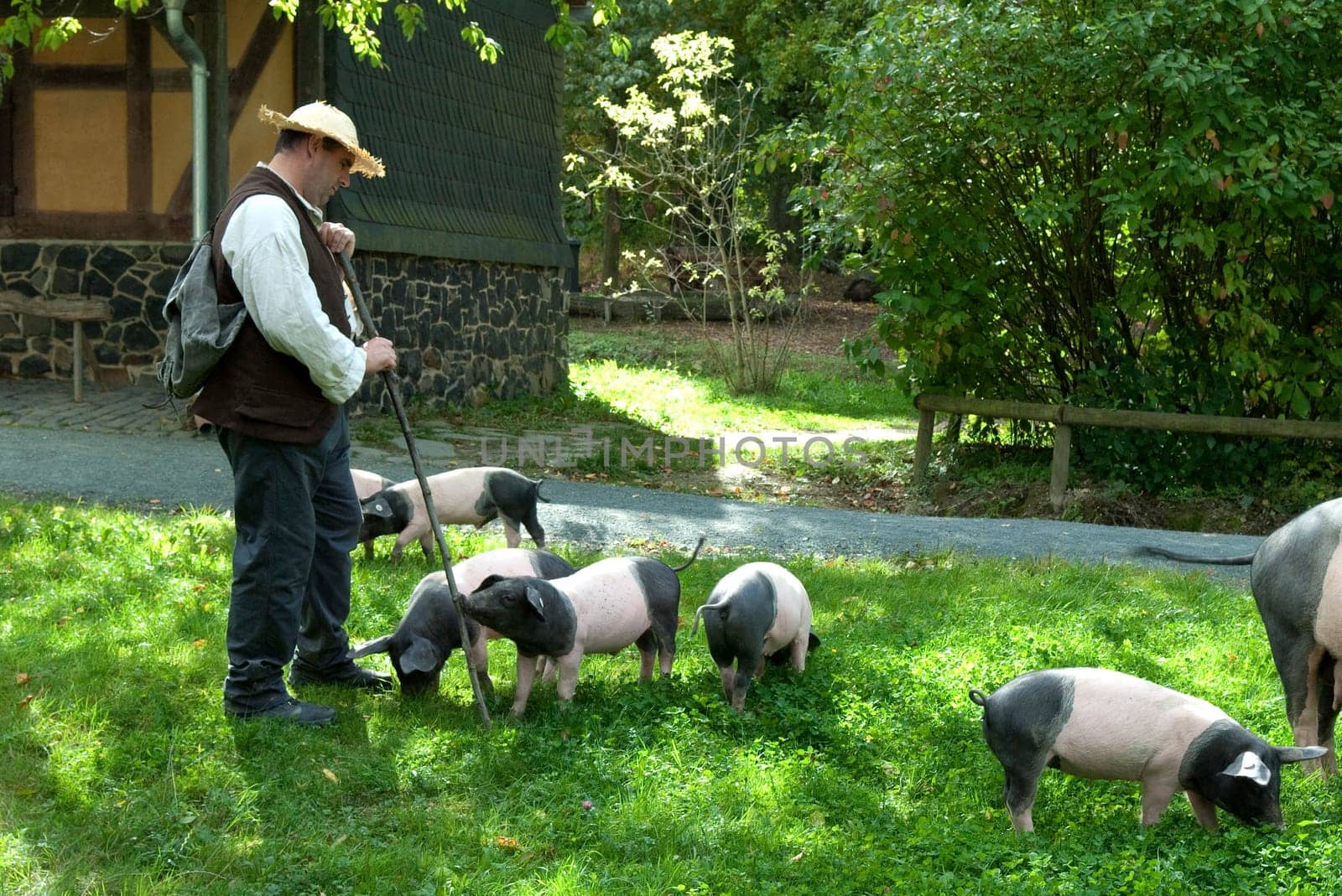 Sattelschwein, Deutsche, Nutztierrasse