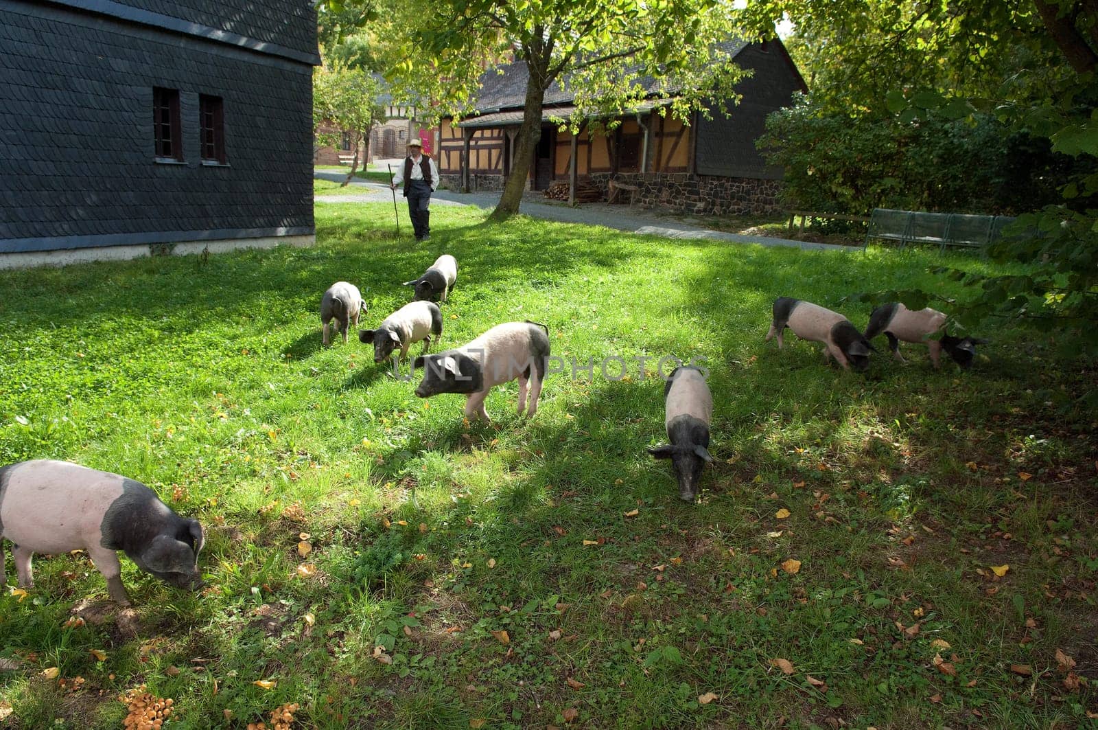 Sattelschwein, Deutsche, Nutztierrasse