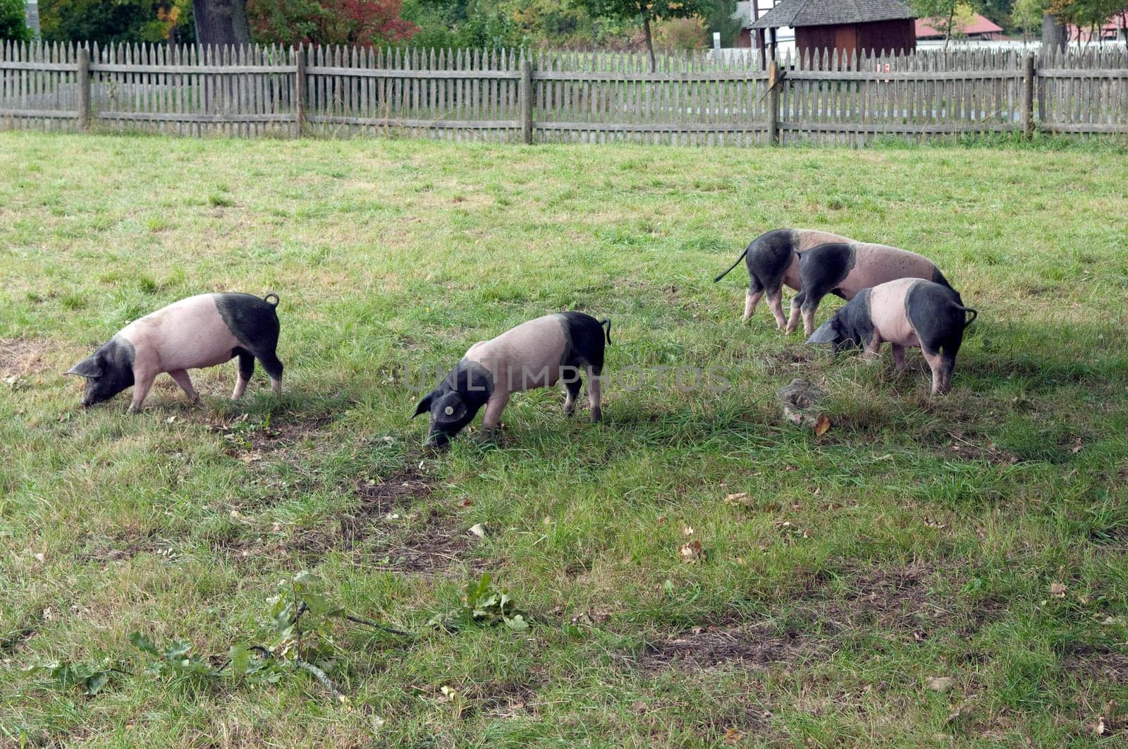 Sattelschwein, Deutsche, Nutztierrasse