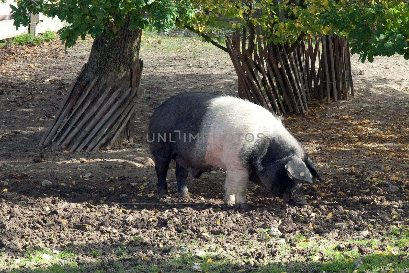 Sattelschwein, Deutsche, Nutztierrasse