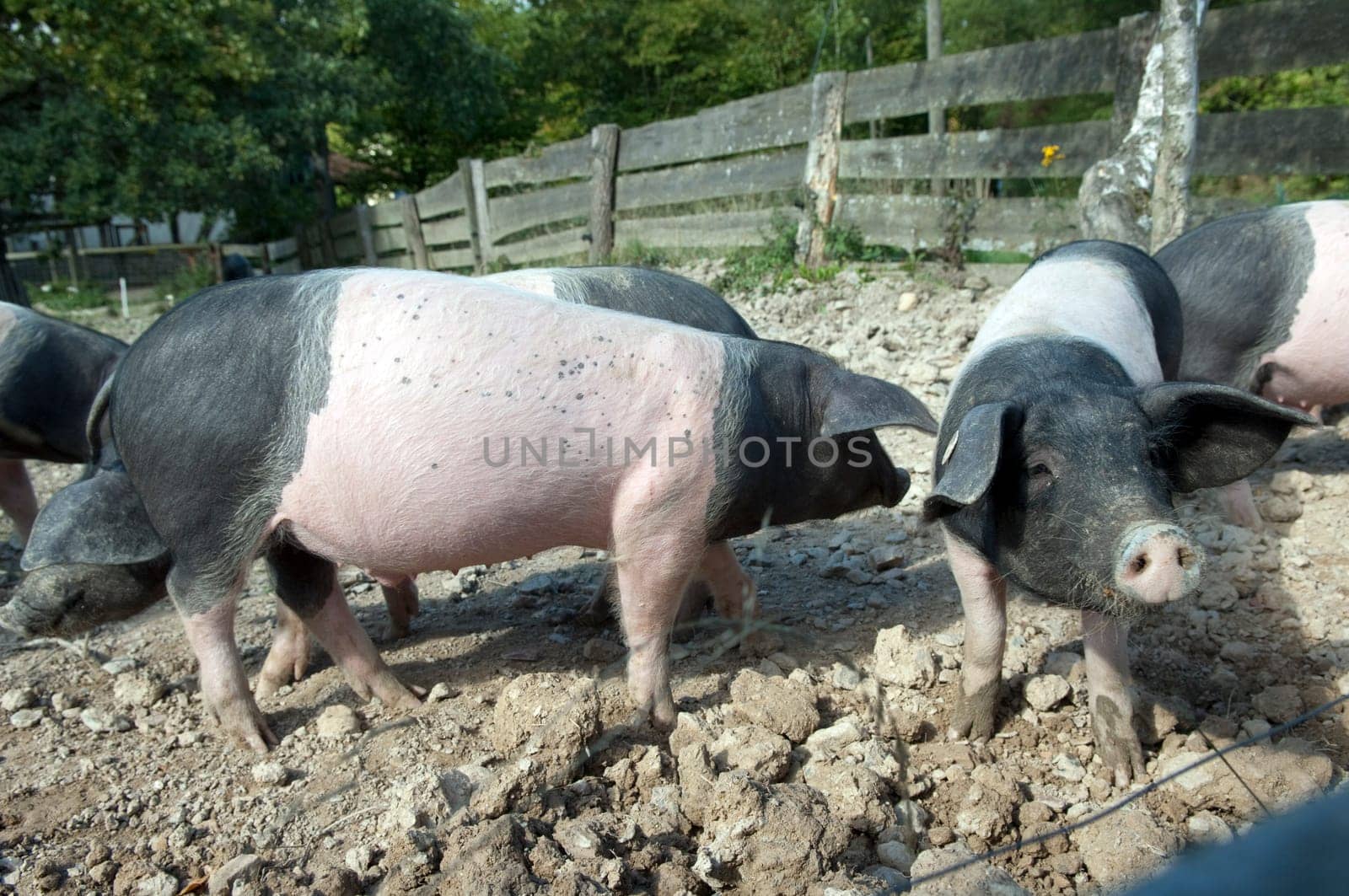 Sattelschwein, Deutsche, Nutztierrasse