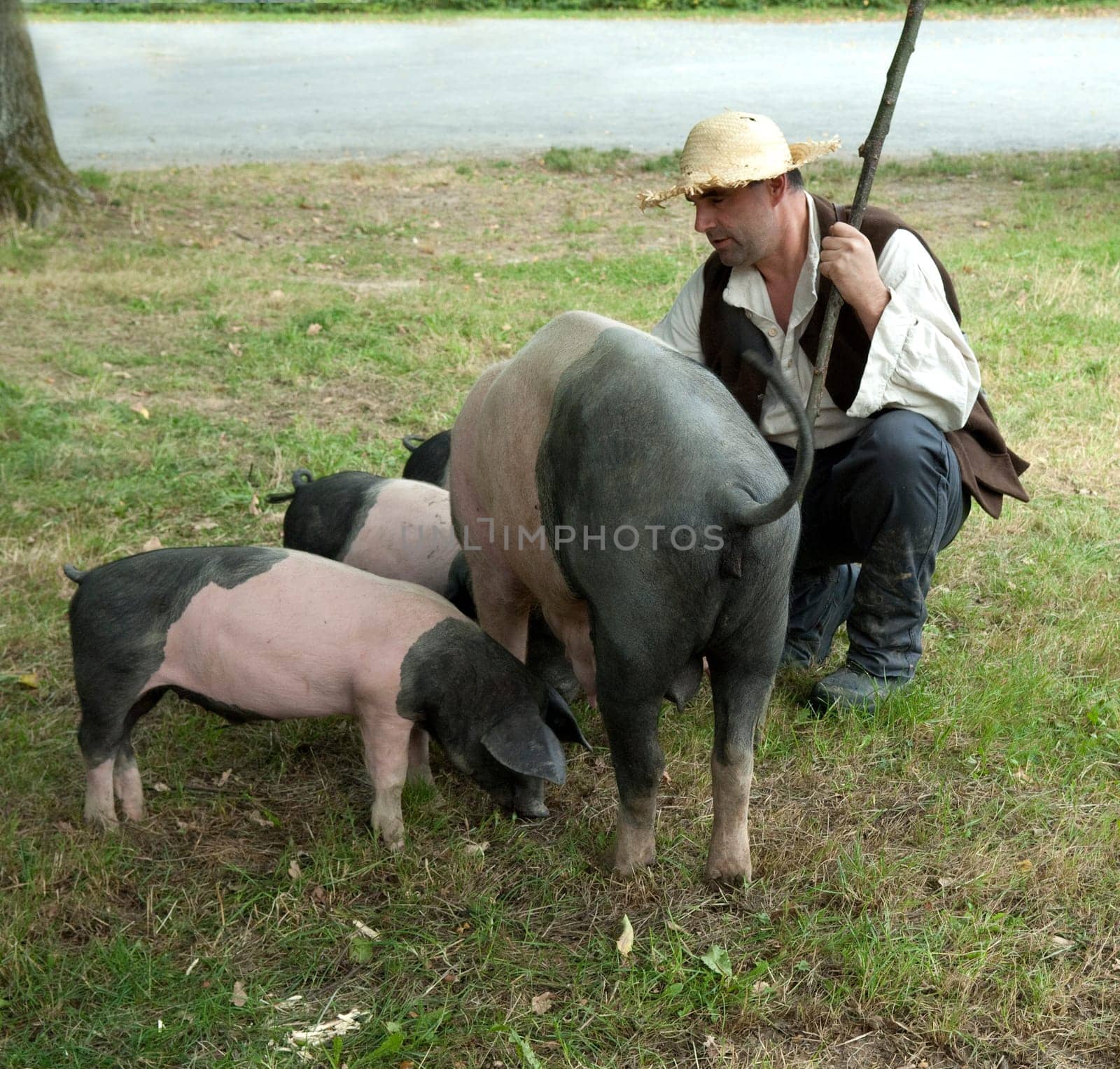 Sattelschwein, Deutsche, Nutztierrasse