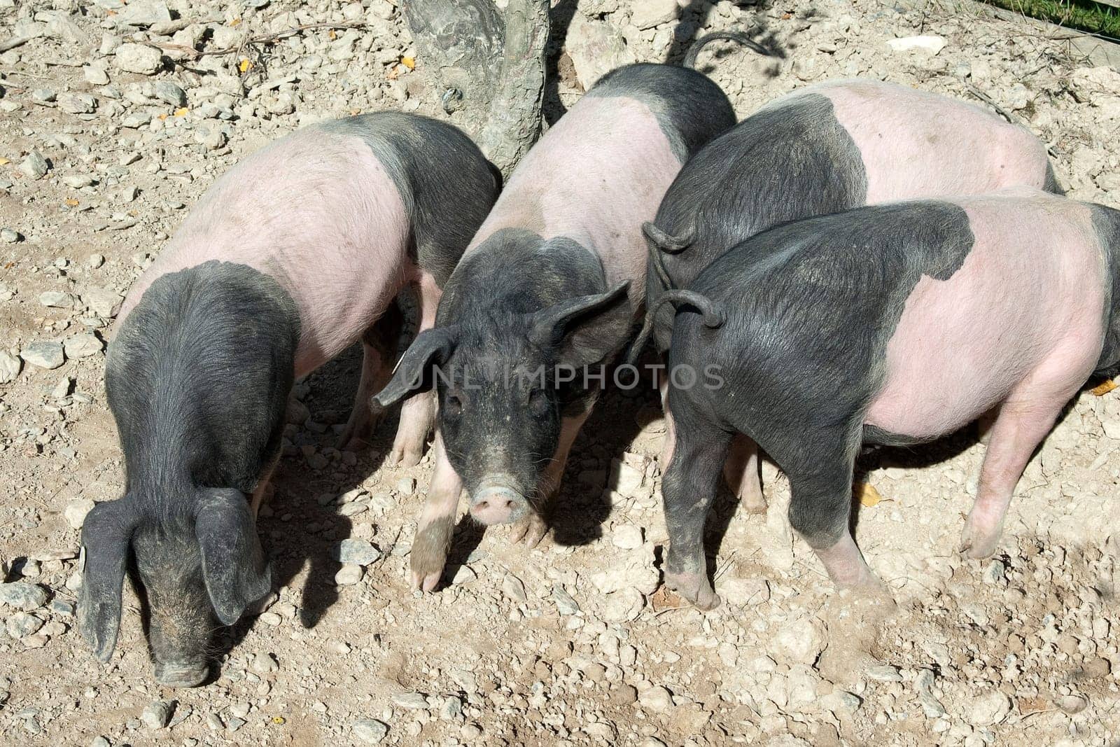 Sattelschwein, Deutsche, Nutztierrasse