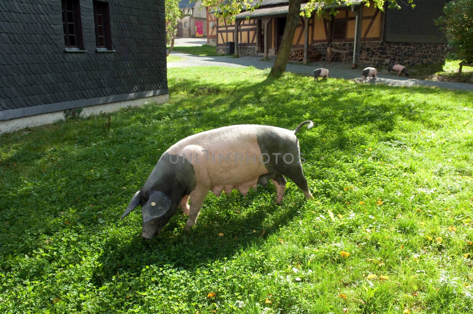 Sattelschwein, Deutsche, Nutztierrasse