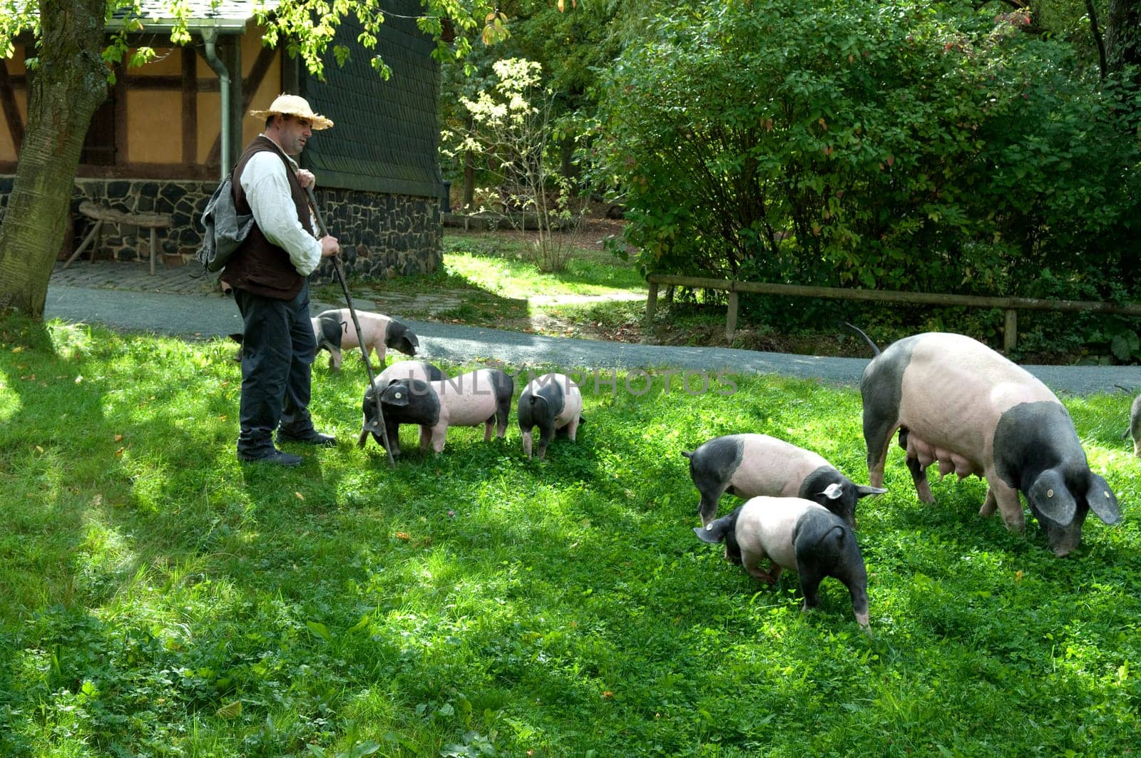 Sattelschwein, Deutsche, Nutztierrasse
