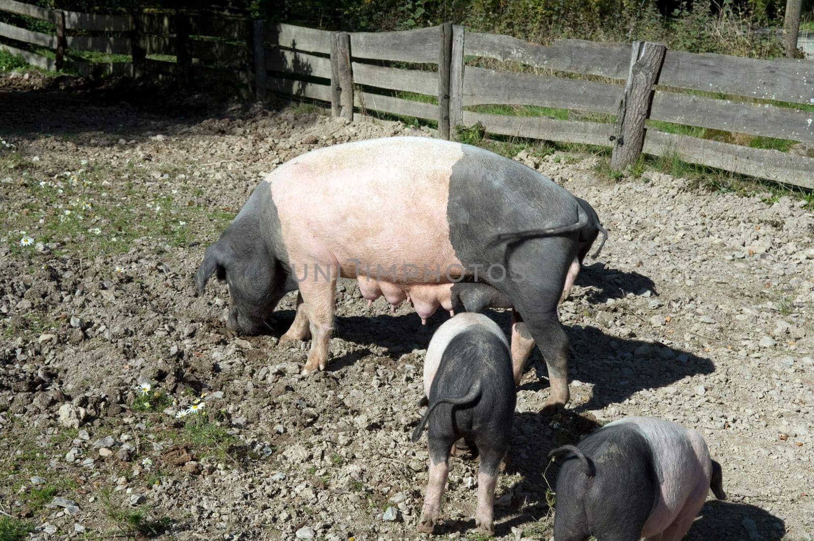 Sattelschwein, Deutsche, Nutztierrasse