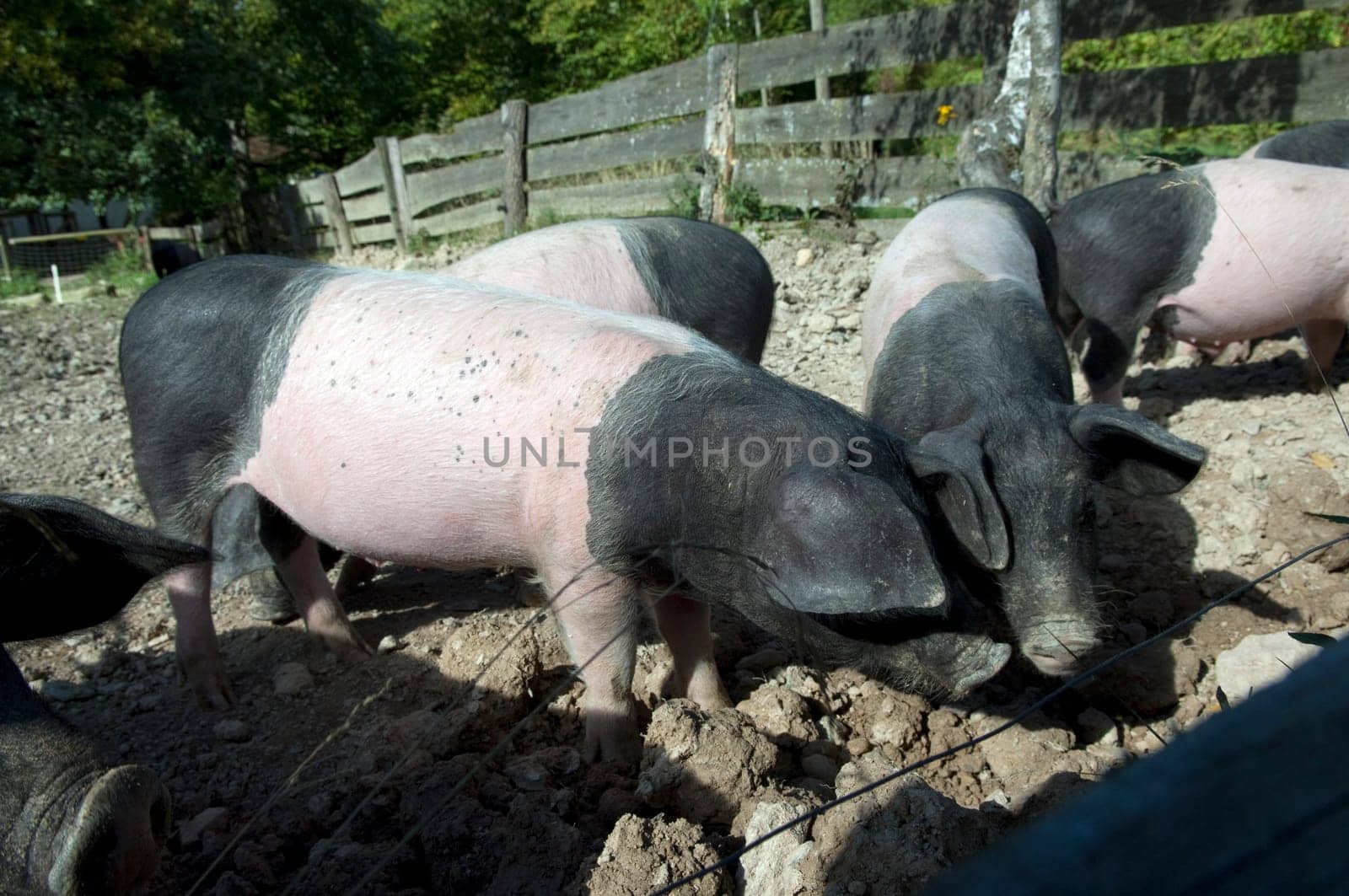 Sattelschwein, Deutsche, Nutztierrasse