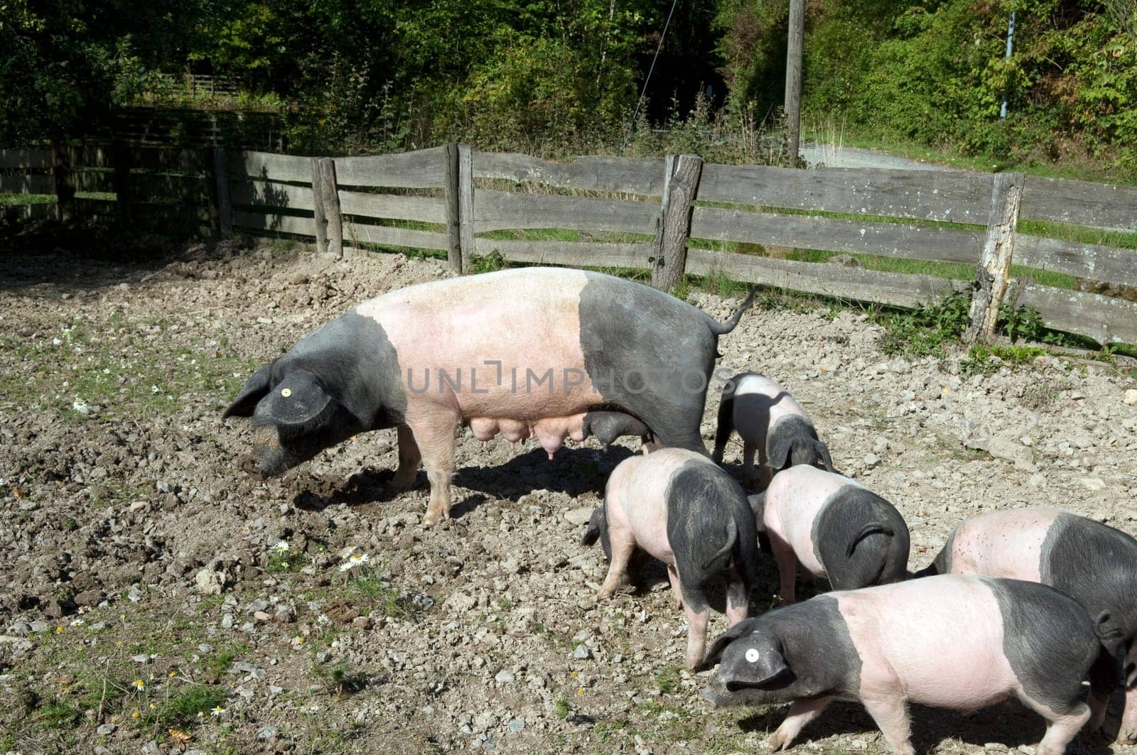 Sattelschwein, Deutsche, Nutztierrasse
