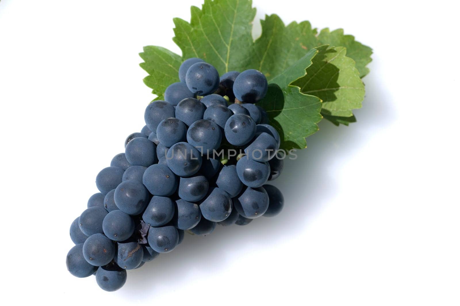 Syrah, Rotwein, Rote, Weintrauben, Weintraube