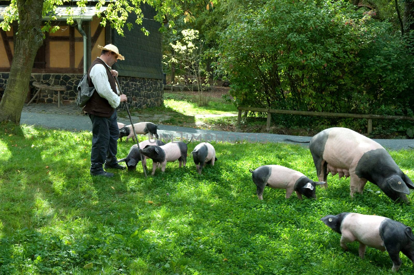 Sattelschwein, Deutsche, Nutztierrasse