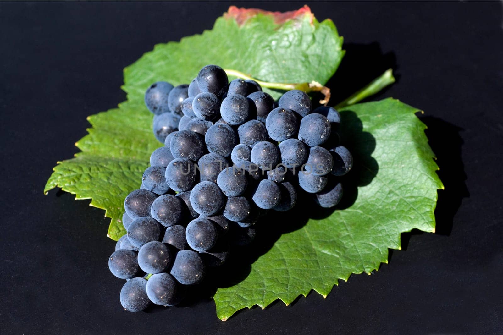 Blauer Spaetburgunder, Pinot, noir, Rotwein