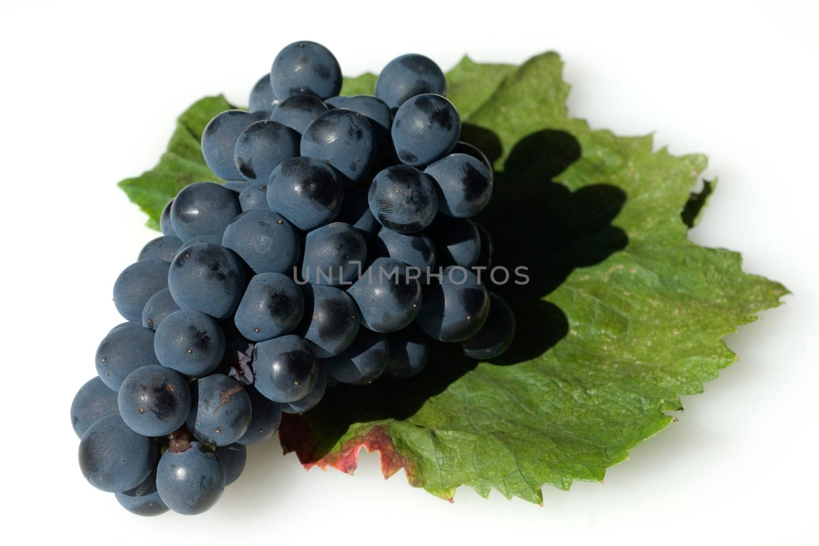 Syrah, Rotwein, Rote, Weintrauben, Weintraube